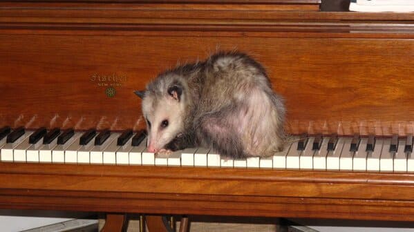 A possum every hour twitter, tweets of pictures of possums every single day and night, wtf, wholesome, funny photos of animals, Possumeveryhour