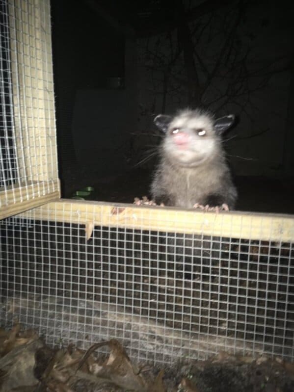 A possum every hour twitter, tweets of pictures of possums every single day and night, wtf, wholesome, funny photos of animals, Possumeveryhour