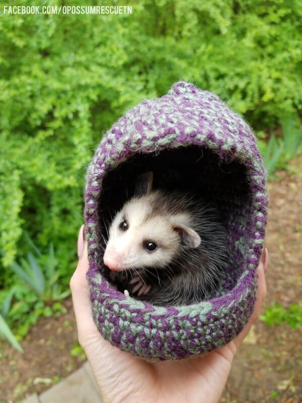 A possum every hour twitter, tweets of pictures of possums every single day and night, wtf, wholesome, funny photos of animals, Possumeveryhour