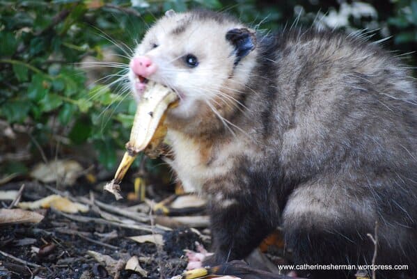 A possum every hour twitter, tweets of pictures of possums every single day and night, wtf, wholesome, funny photos of animals, Possumeveryhour