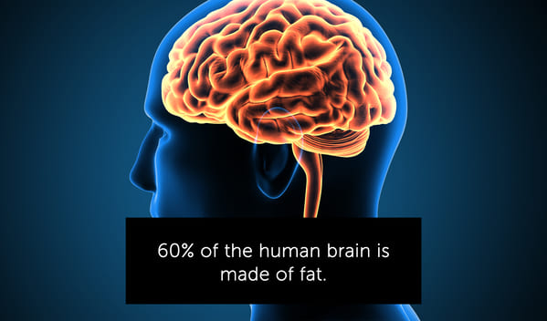 the human brain is 60 percent fat
