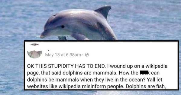 confidently incorrect - dolphins are mammals