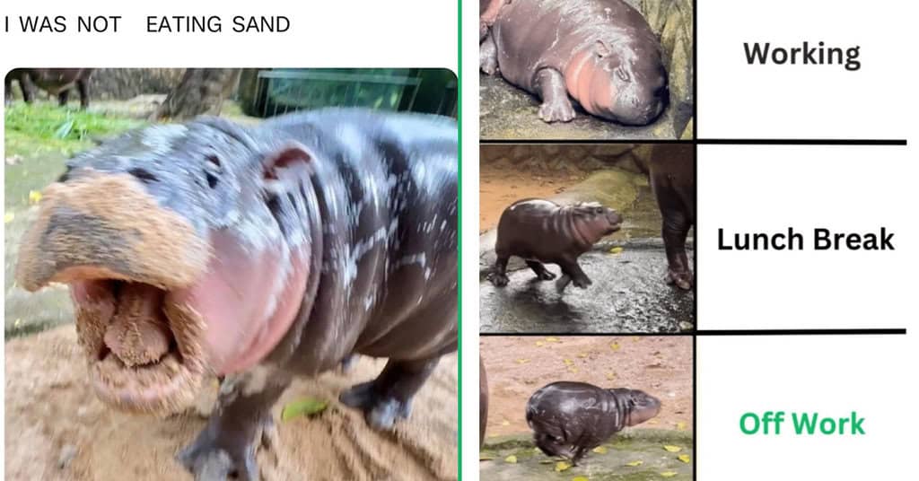 23 Moo Deng Memes That Capture The Drama And Sass Of This Icon